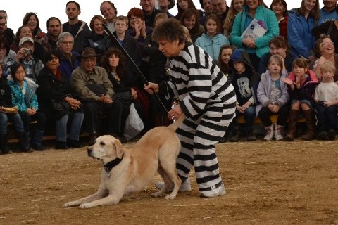 Dog Dancing